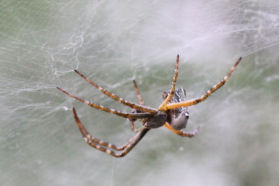 Tent Spider (Cyrtophora moluccensis) (Cyrtophora molucensis)